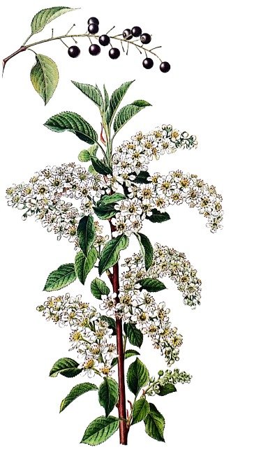 Merisier à grappes en fleurs